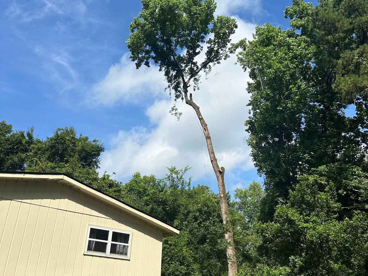 El Costeño Tree Service LLC